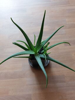 Aloe vera - 2