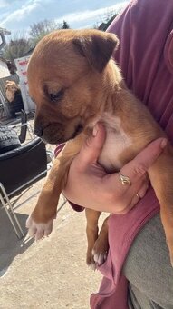 Americký stafordšírsky terier - 2