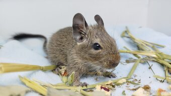 Osmák degu, Osmáci- SAMEČEK - 2