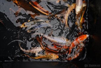 Koi kapr - 2