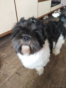 Shih-tzu - krytí - 2