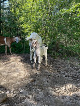 Kozlík do mléčného chovu AN/sanska a alpínská koza - 2