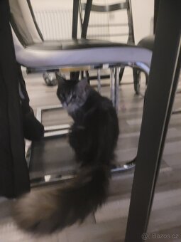 Main coon - 2