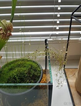 Utricularia parthenopipes - bublinatka - 2