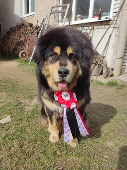 Tibetská doga - 2