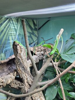 TRIA : 1.2 Gastropholis prasina, 1.2 Anolis barbatus - 2