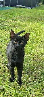 Daruji 4mesicni holčičku - 2