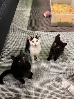 Vymazlená koťátka od koček z ulice - 2