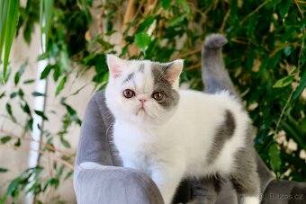 Exoticka perska kotatka - 2