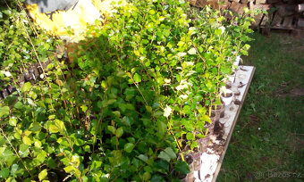 Japonský J-105, Italský af2 topol sazenice - 2