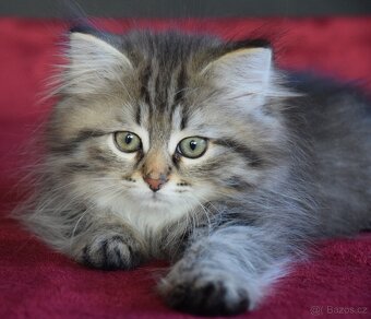 sibiřské kotě - 2