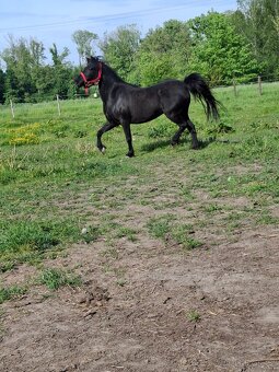 Prodám pony klisnu - 2