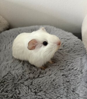 Morčecí holčička- rezervace - 2