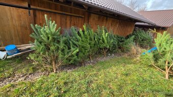 Vanoční smrky, borovice, douglasky - 2