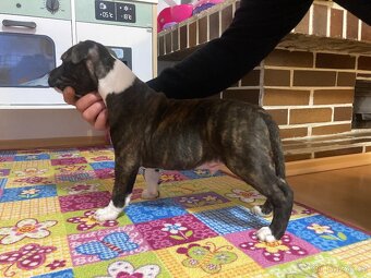 Stafordširský bulteriér- štěně pes s PP - 2