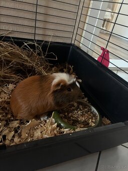 Morče samec +klec - 2