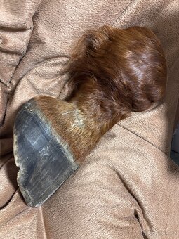 Anatomický model - koňská končetina - 2