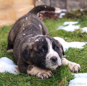 středoasijský pastevecký pes - 2