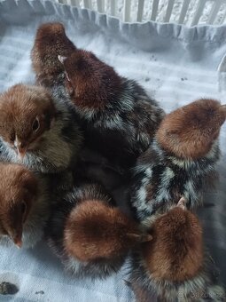 Prodám kuřátka - 2