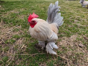 Zakrslá rousná - 2