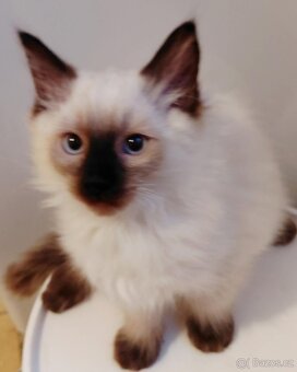 Koťátka Ragdoll - 2