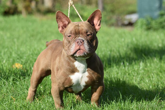 American bully micro exotic - krytí - 2