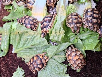 Suchozemská želva VROUBENÁ, Testudo Marginata - 2