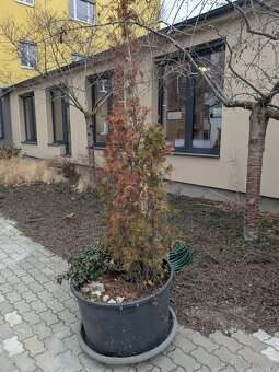 Velké květníky průměr 80cm + misky + zemina a rostliny - 2