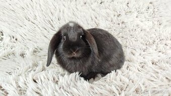 Zakrslý beránek, králíček, králík - ELLA - 2