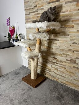 Přírodní kočičí strom - 2