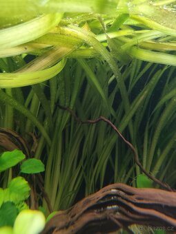 Vallisneria gigantea - 2