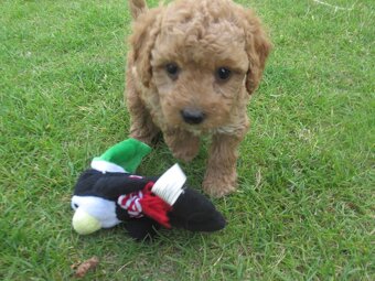 Maltipoo štěňátka - 2