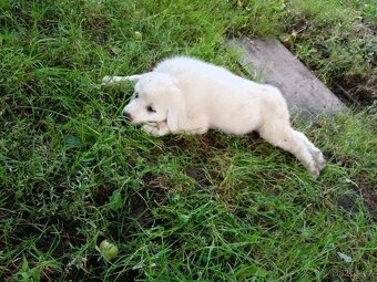 Labrador - 2