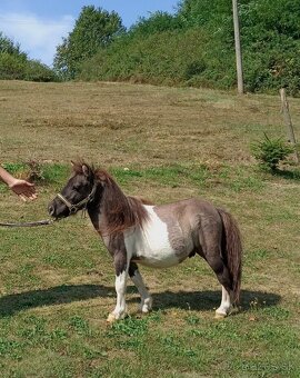 Mini pony - 2