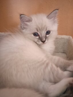 Ragdoll kocourek bez PP - 2