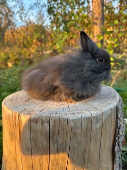 Zakrslý králík Lvíček - 2