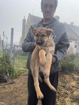 Štěně vlčáka - 2