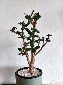 Tlustice vejčitá - Crassula ovata - 2