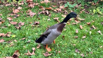 Indický běžec - 2