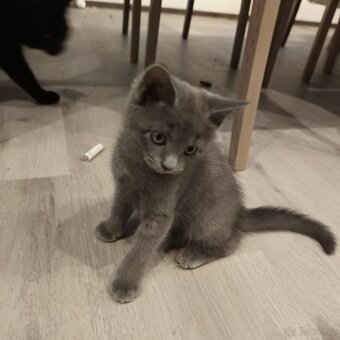 Britská modrá x Mainská mývalí koťátka - 2