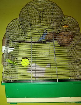 Andulka s klecí - 2