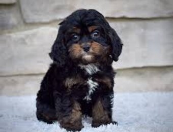 Cavapoo - 2