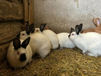 Kalifornský králík - 2