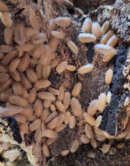 Prodám tropické stínky (Isopody) - 2