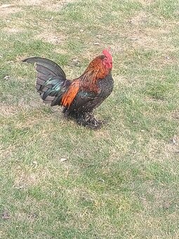 Zakrslá rousná - 2