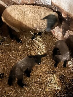 Beránci suffolk - 2