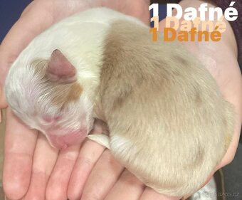 Border kolie s pp - 2