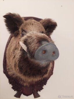 Hlava divočáka - 2