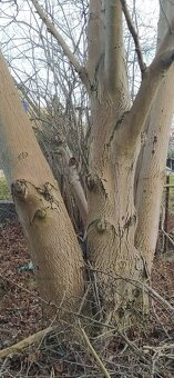 Kmeny Ořechů na fošny - 2