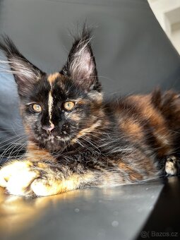 Mainská mývalí s PP - 2